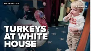 Turkeys set for Trump pardon explore White House Press Room with Karoline Leavitt's baby