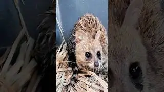 Small Indian civet #animals #smallindiancivet #civet