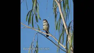 Double-Barred Finch #australianbirds #birds