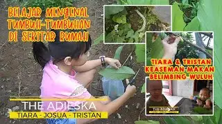 Belajar Mengenal Nama Pohon - Tumbuhan - Tanaman di Sekitar Rumah - The Adieska