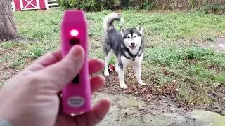 Testing Stun Gun With My Malamute After Great Dane Attack😪
