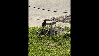 mywalksinparadise is live! Baby Burrowing Owls Day 5!