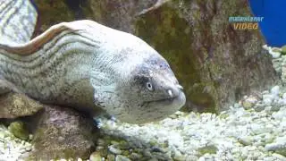 Aquarium Baska auf Krk in Kroatien