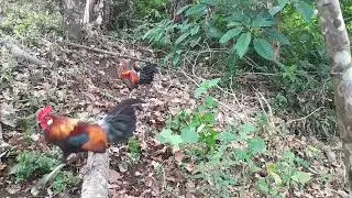 Reaksi pikat saat ayam hutan ini memepet