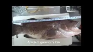 areolate grouper spearfishing Japan