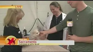 Blue Gets Neutered