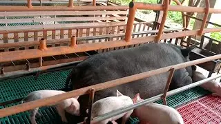 Philippine pig crossed with foreign breed | Native pig