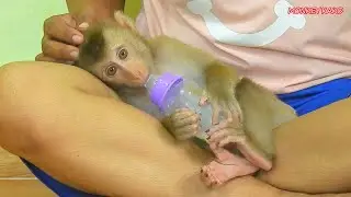Baby Monkey Luna Drink Milk And Hugging Mom Sleep Routine