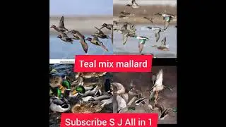 teal mix mallard duck best call part 1