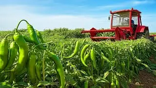 On t’a menti sur le piment vert 😶🌶️