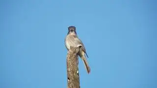 Dusky Flycatcher by Geoffrey Newell