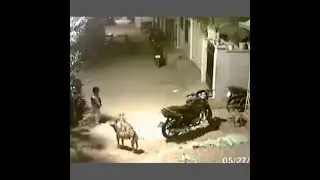 Caught On CCTV | Dog Attacks | Brave Boy  Fight With Dog To Save Himself