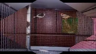 Separate Breeding Of My 9 Pairs Of FINCHES