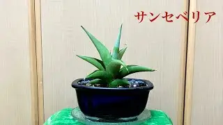 【天空の庭】サンセベリア10　小さな観葉植物インテリア