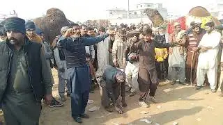 pothwari culture dance . pk dance . mela . kaleyam shareef #rawalpindi #pothwar #panjab #shortvideo