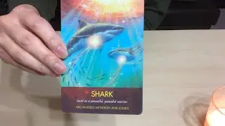 Shark - 
