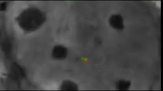 Live-Tracking of Sister Chromatids Dynamics