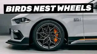 Ford Performance 19