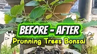 Before-After Prunning Trees Bonsai// Spykie_bonsai