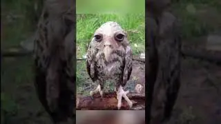 Animals that look terrifying wet 😰 #shorts #viral