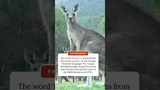 Kangaroo facts!