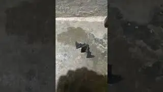 #scary bat .....scarey me .....