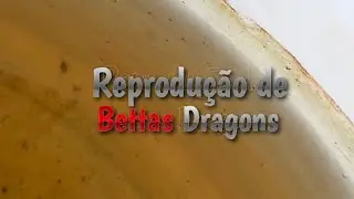 Reprodu&ccedil;&atilde;o de Bettas | Red Dragon X Yellow Dragon