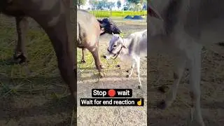 wait for reaction ☝️#cow #nature #animals #farm #funny #villagelife #shortsfeed #ytshorts