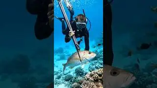 Shoot arrows to catch fish