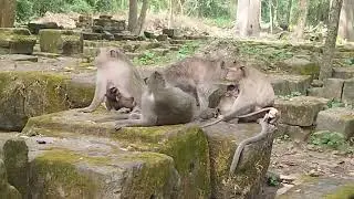 Mama Jade Julina Viola Brianna Sit on Big Pile Of Stone Give Milk  on July 26 G-Maz. 4k385.Ambers