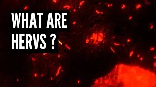 What are Human Endogenous Retroviruses (HERVs)?