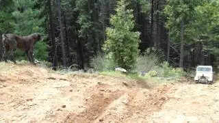 Huge Horse dogs barking at Jeep