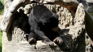 Ting Ting, the Sun Bear, vs. Flies (Oakland Zoo)