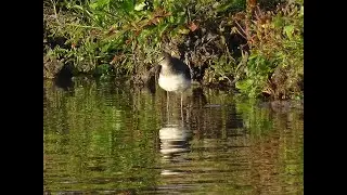 Witgat Green sandpiper