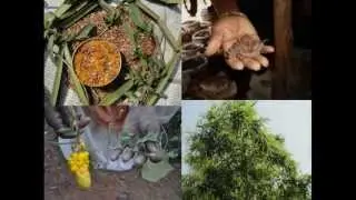 Medicinal Rice P5N Formulations for Orthosiphon Excess: Pankaj Oudhia's Medicinal Plant Database