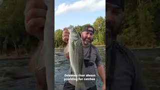 Delaware River Striper