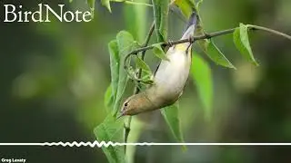 Tennessee Warbler, Nectar Thief