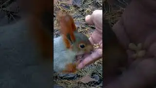 Baby squirrel.        #cuteanimal. #cuteanimaleating