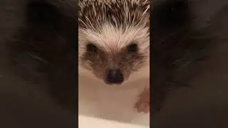 Hedgehog Winks While Bathing