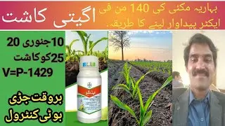 How much production of spring maize||early sowing||How to control weeds||farming||agriculture