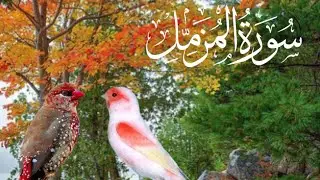 )Surah Al-Muzzammil | Beautiful Recitation with Urdu Translation