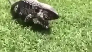 Qorxulu video