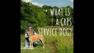 #1 - What is a CRPS Service Dog?