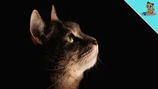 Wie du wei&szlig;t, ob deine Katze sterben wird&hellip;
