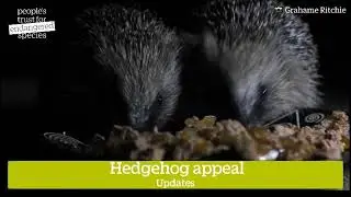 Saving Britain's Hedgehogs