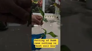 Dumb Cane Propagation Made Easy 🌿 #dumbcane#dieffenbachia#plantcutting#plantpropagation#indoorplant