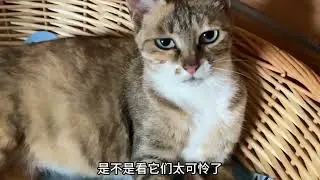 老咪坐月子都去找张铁柱 大咪心疼弟弟妹妹 认真替妈妈带起了娃#大咪 #狸花猫 #田园生活