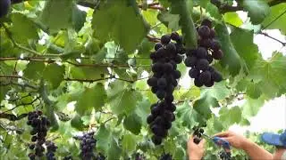 721 ) -  2° PARTE VISITA A CHÁCARA DAS UVAS –MOGI CRUZES – SP   178abc