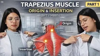 Trapezius Muscle | Origin & Insertion | ( part 1 )  Anatomy for BPT & MBBS@bptwithmamta  