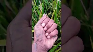 The giant water bug
